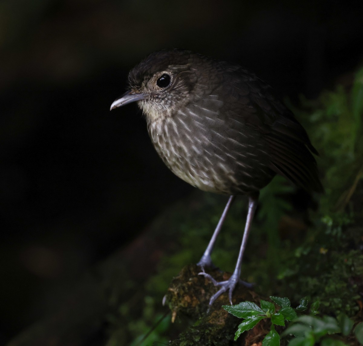 Cundinamarca Antpitta - David Ascanio