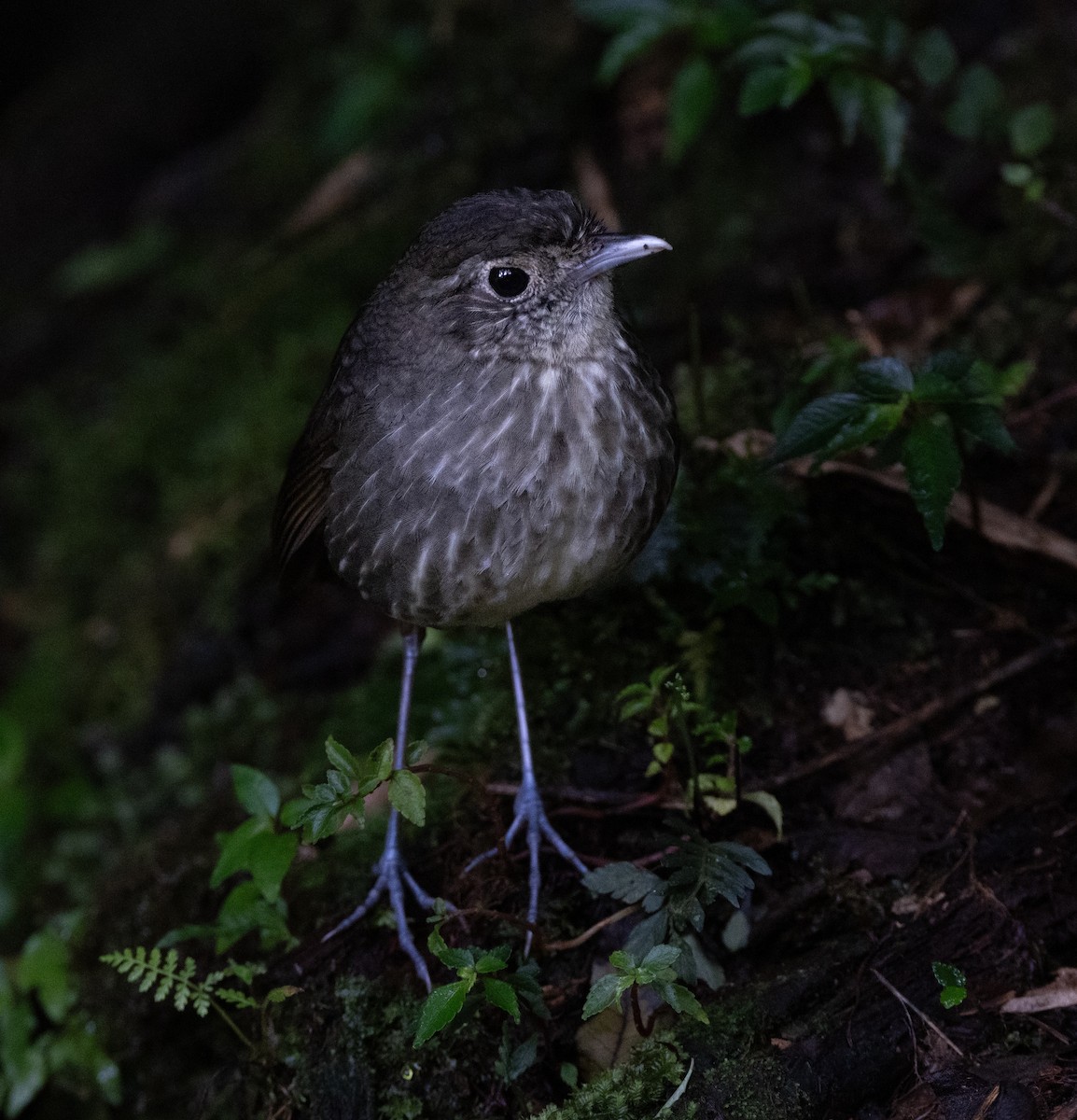 Cundinamarca Antpitta - ML621441466