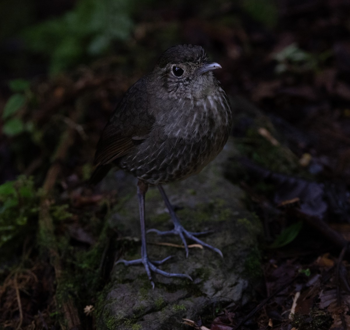 Cundinamarca Antpitta - ML621441467