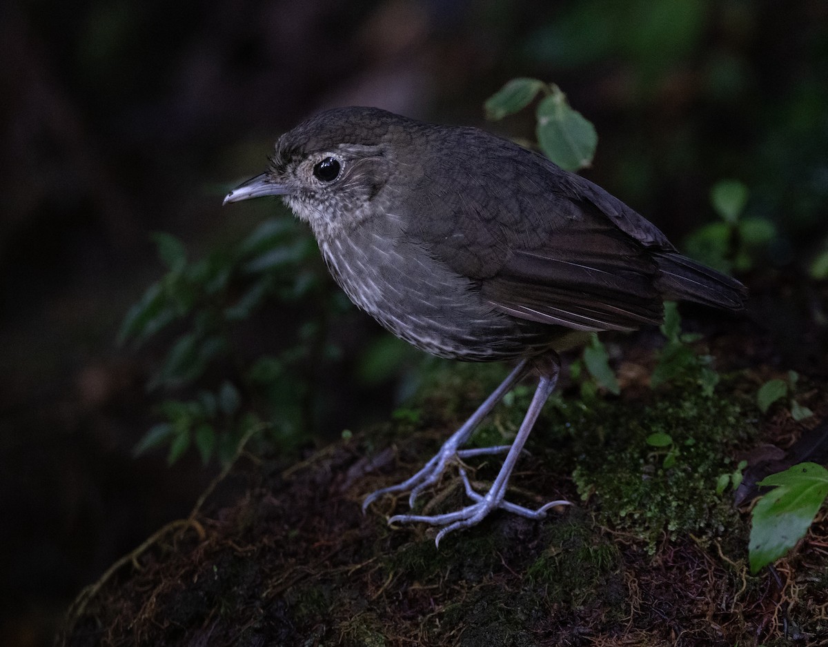 Cundinamarca Antpitta - ML621441468