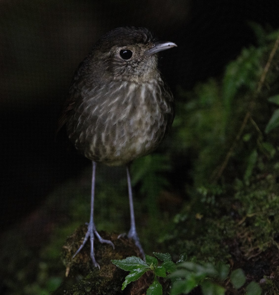 Cundinamarca Antpitta - ML621441469