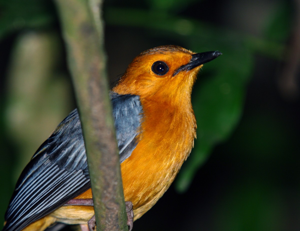 Red-capped Robin-Chat - ML621441522