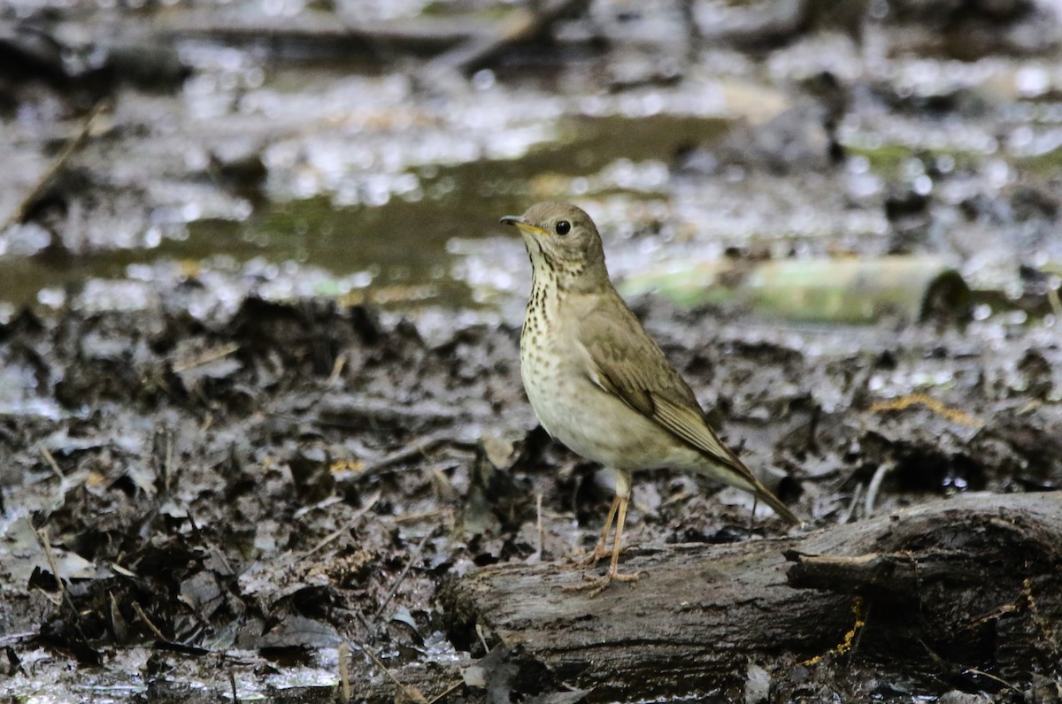 Swainson's Thrush - ML621441602