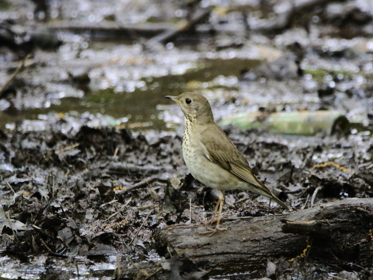 Grive à dos olive - ML621441612