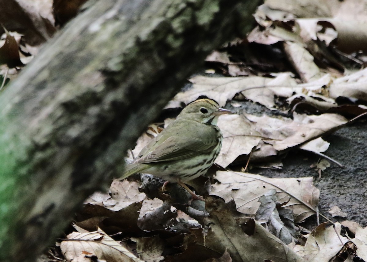 Ovenbird - ML621441631