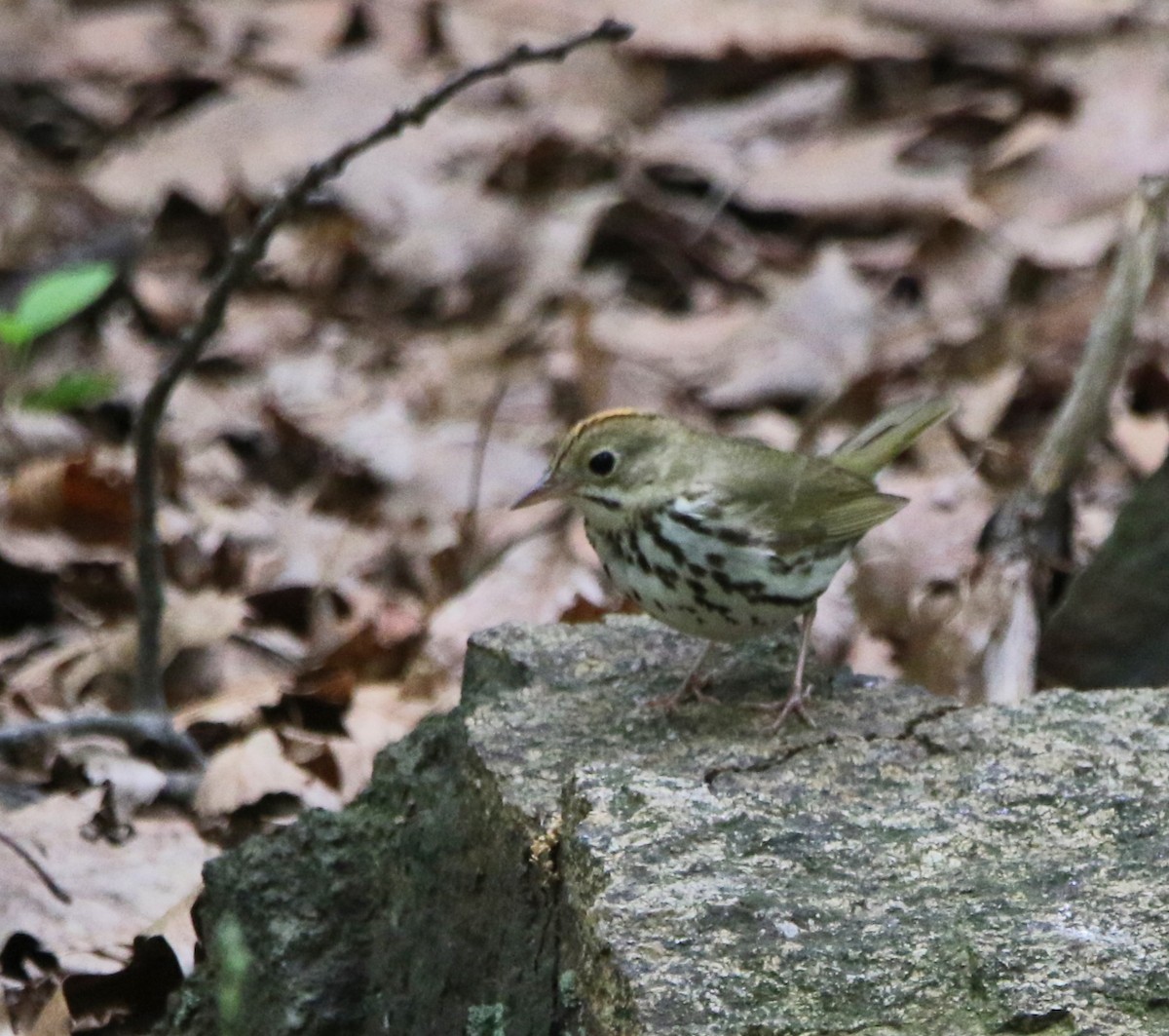 Ovenbird - ML621441671