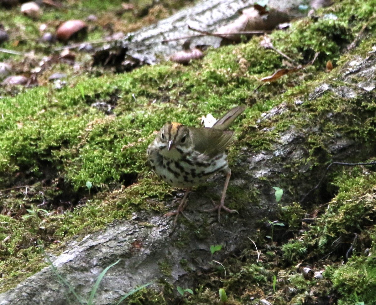 Paruline couronnée - ML621441684