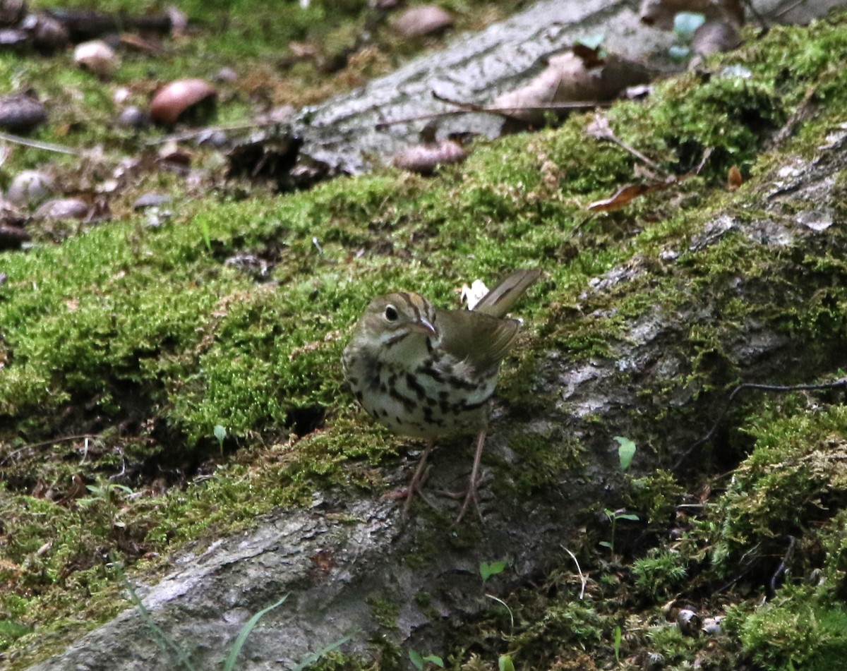 Paruline couronnée - ML621441686