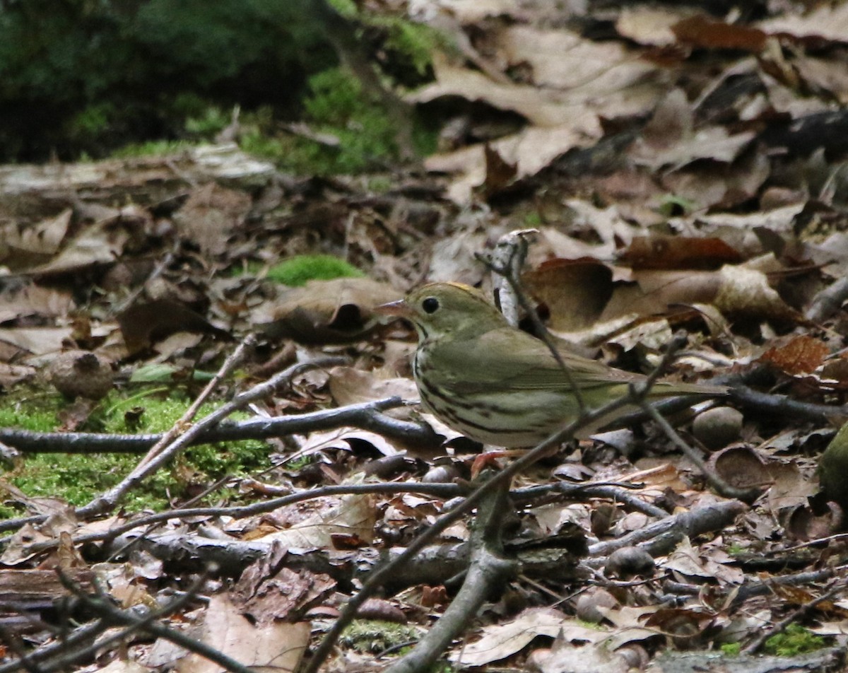 Paruline couronnée - ML621441689