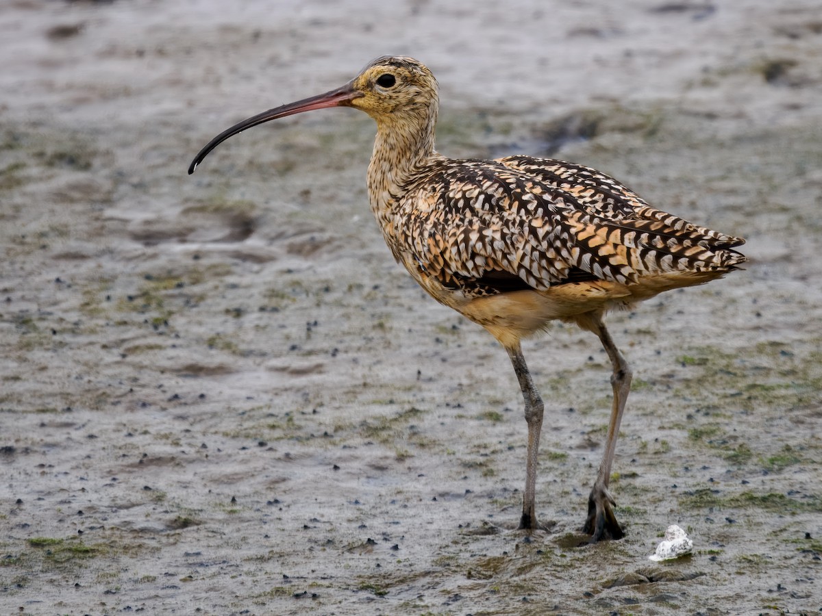 Long-billed Curlew - ML621441713