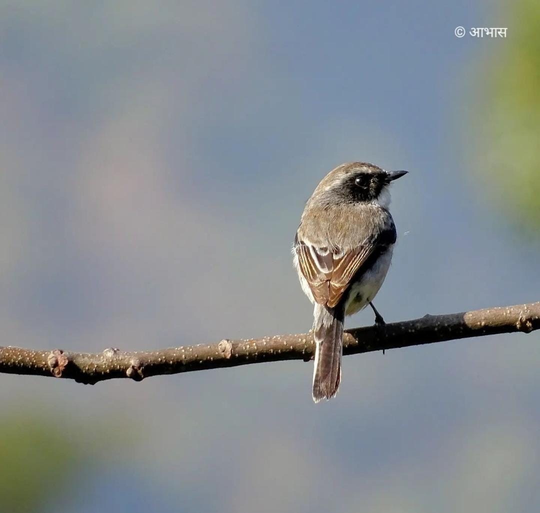 Gray Bushchat - ML621441726