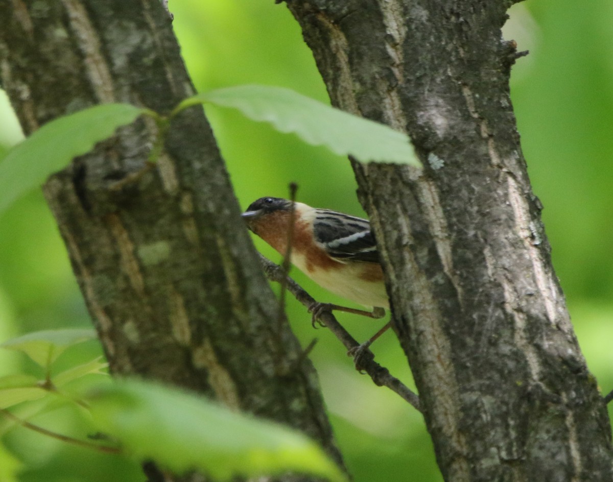 Bay-breasted Warbler - ML621441791