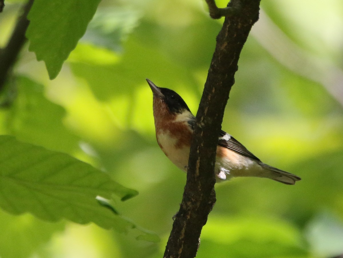 Bay-breasted Warbler - ML621441797