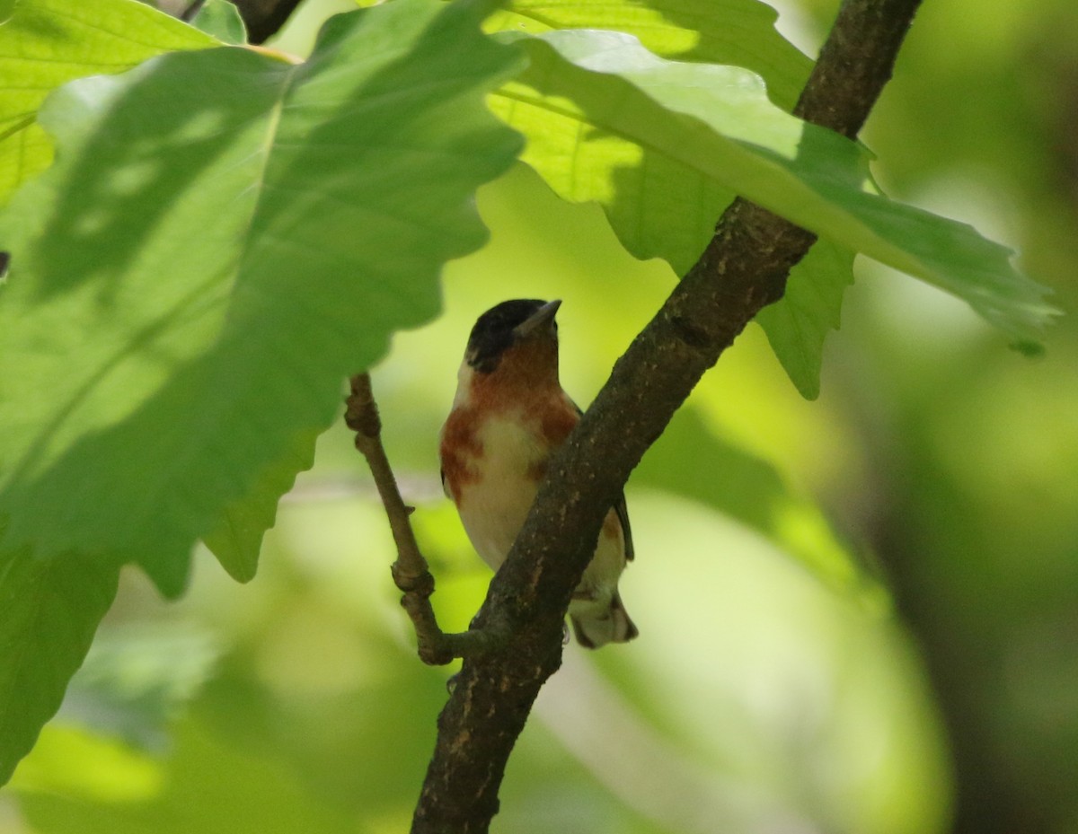 Bay-breasted Warbler - ML621441798