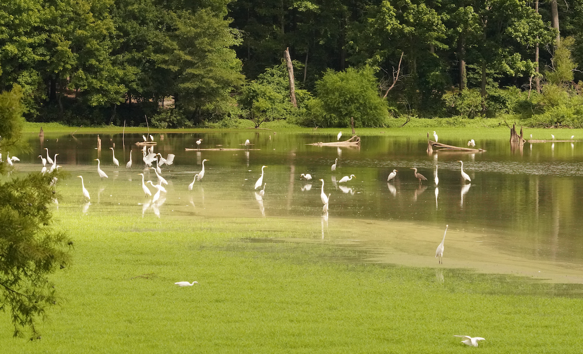 Great Egret - ML621441839