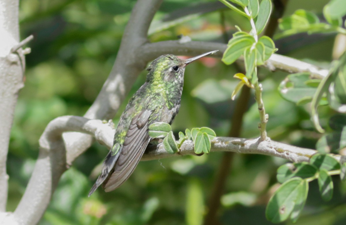 Golden-crowned Emerald - ML621441913