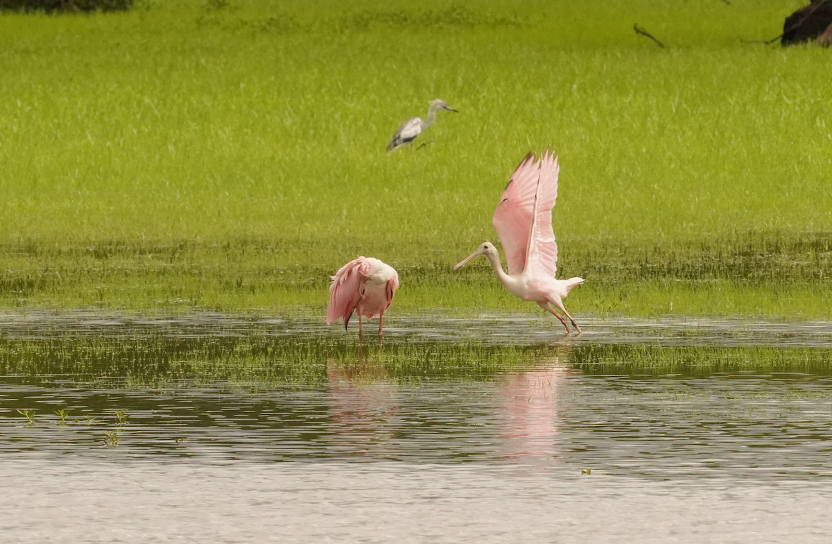 rosenskjestork - ML621441994