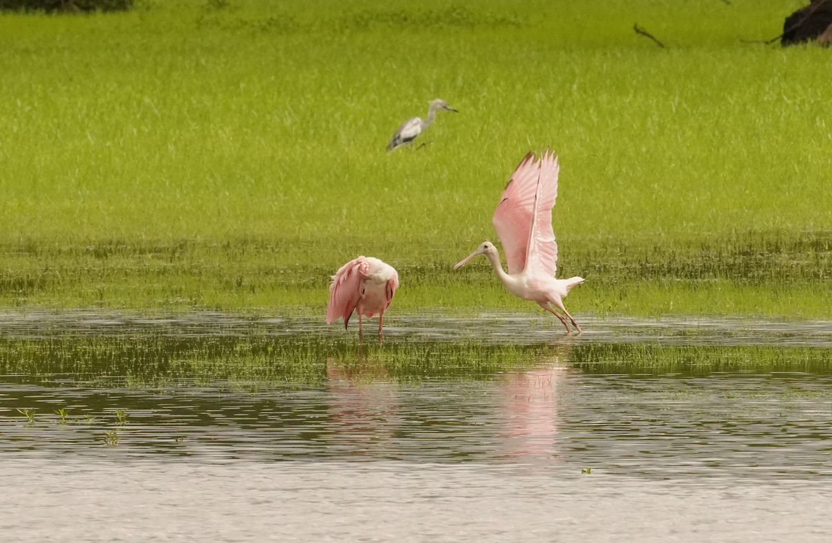 Roseate Spoonbill - ML621441994