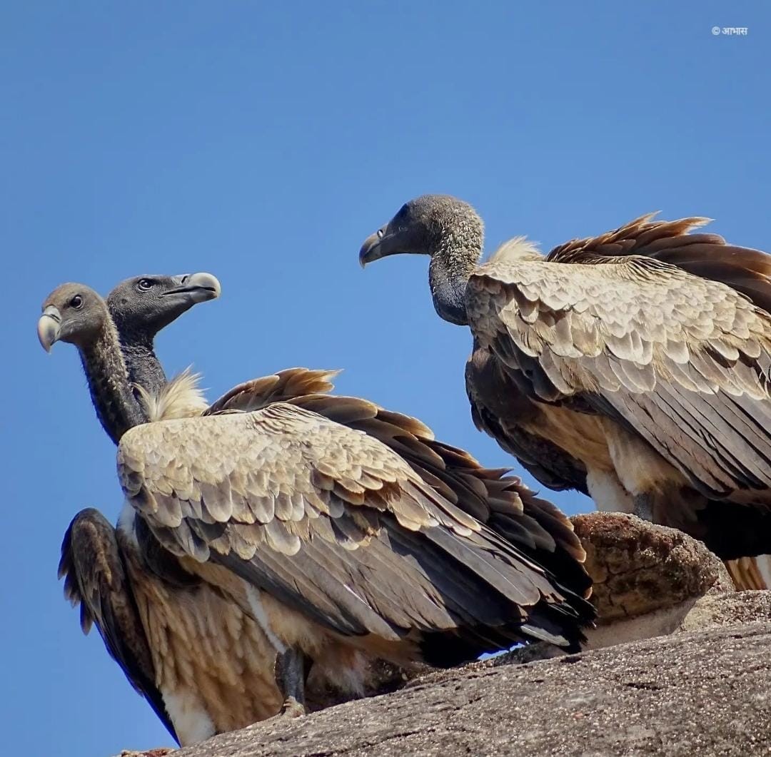 Indian Vulture - ML621442000