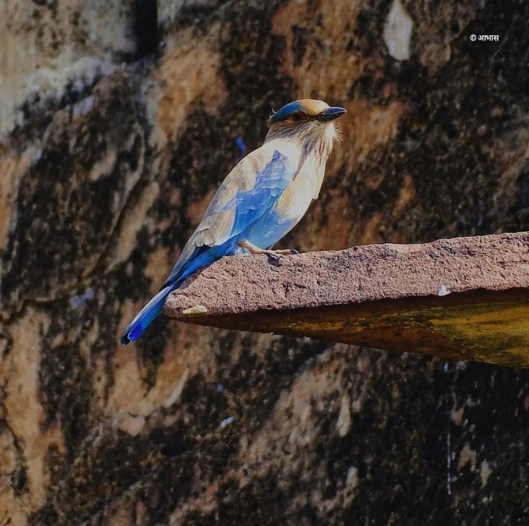 Indian Roller - Abhas Katra Singh