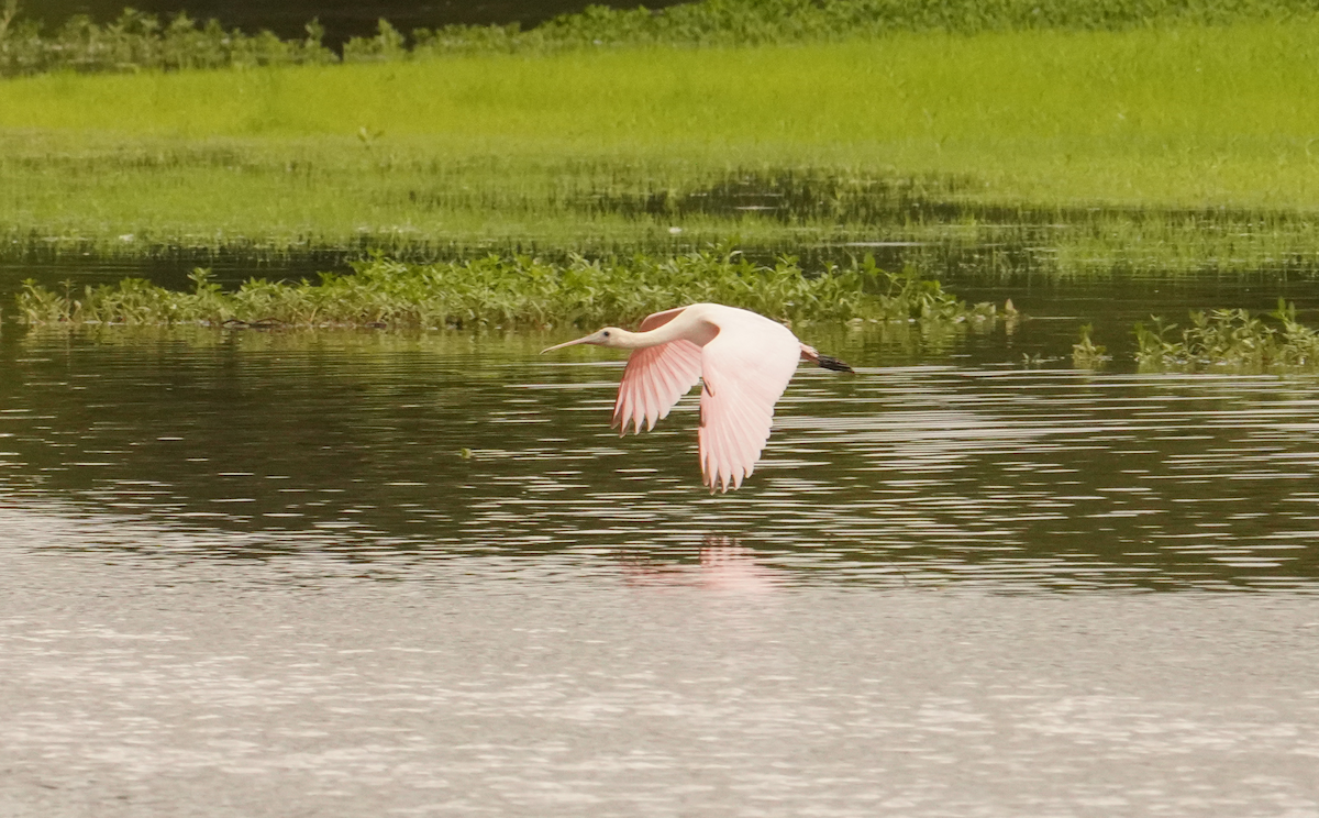 rosenskjestork - ML621442014