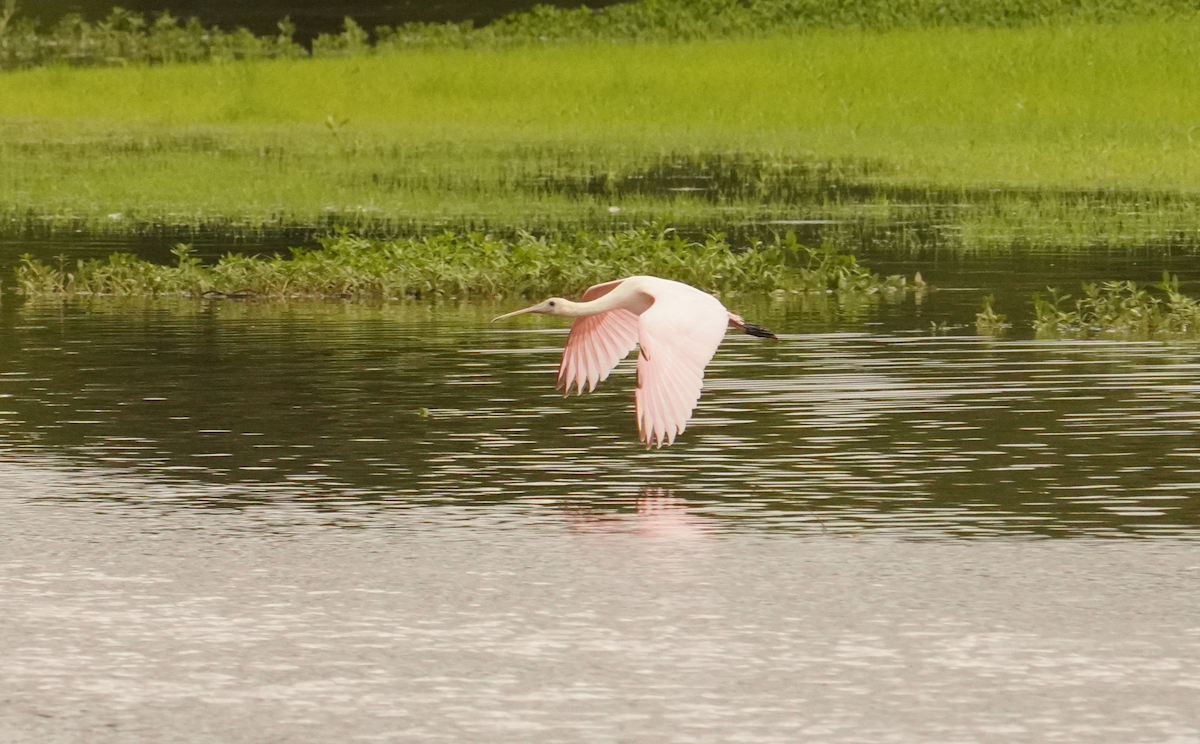 Roseate Spoonbill - ML621442014