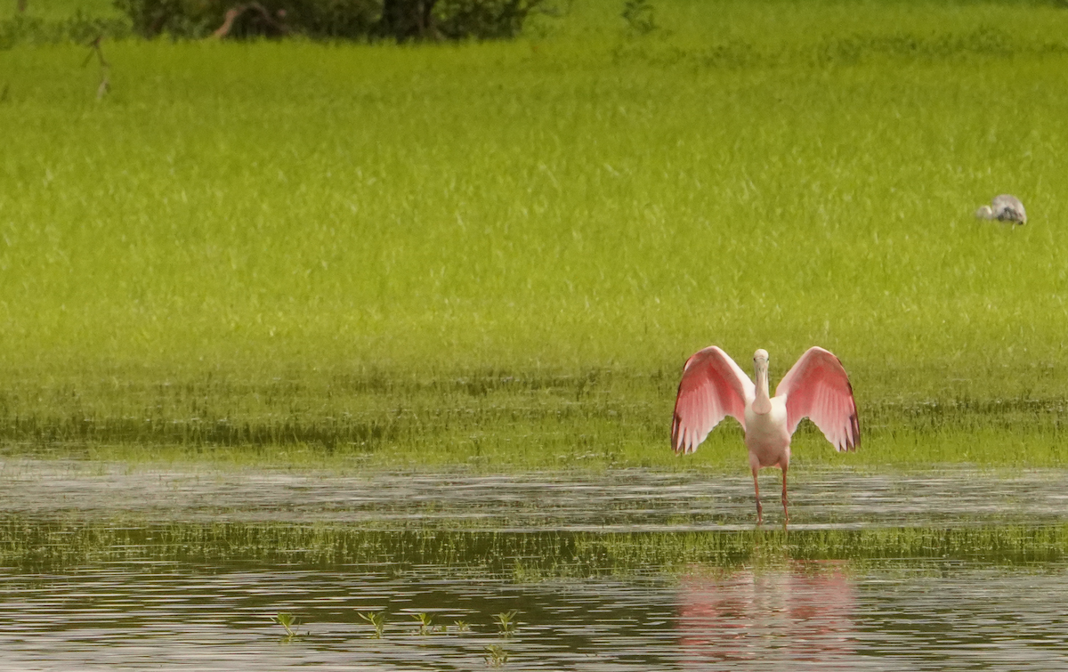 rosenskjestork - ML621442042