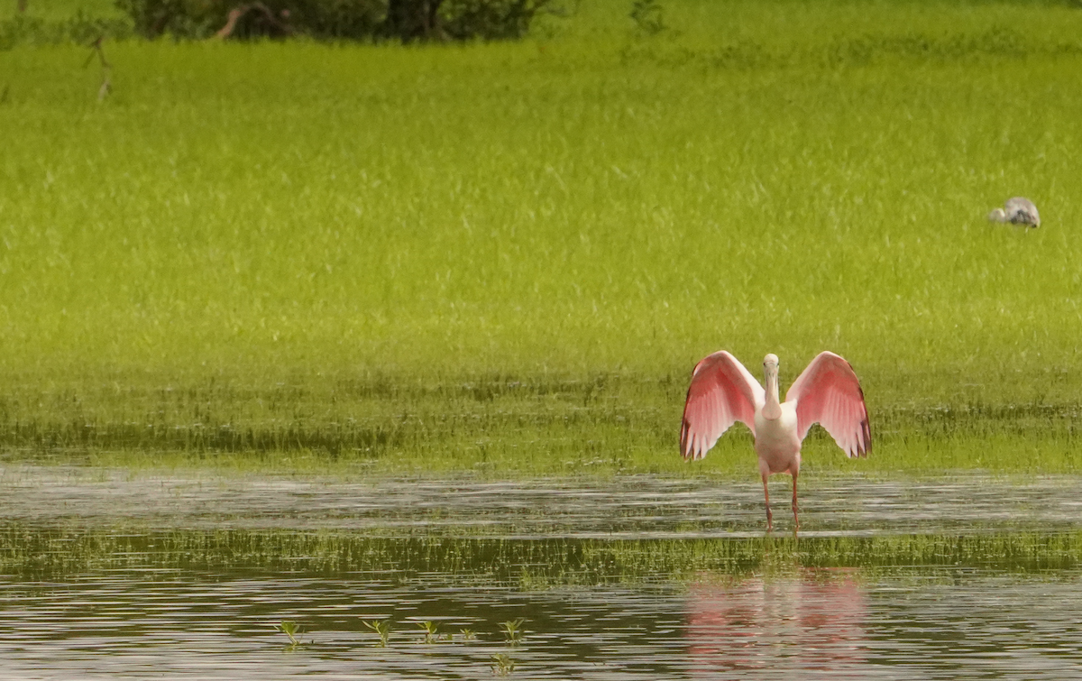 Roseate Spoonbill - ML621442042