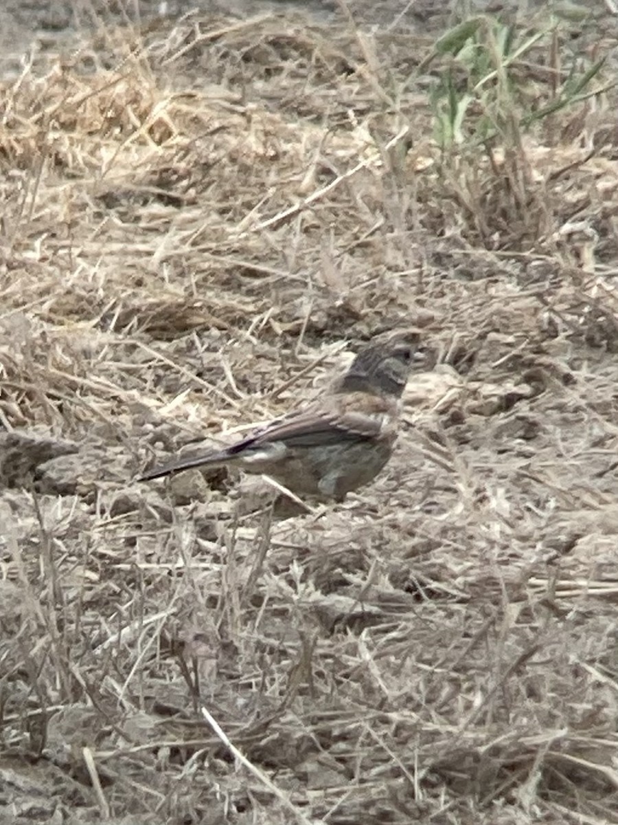 Dark-eyed Junco - ML621442044