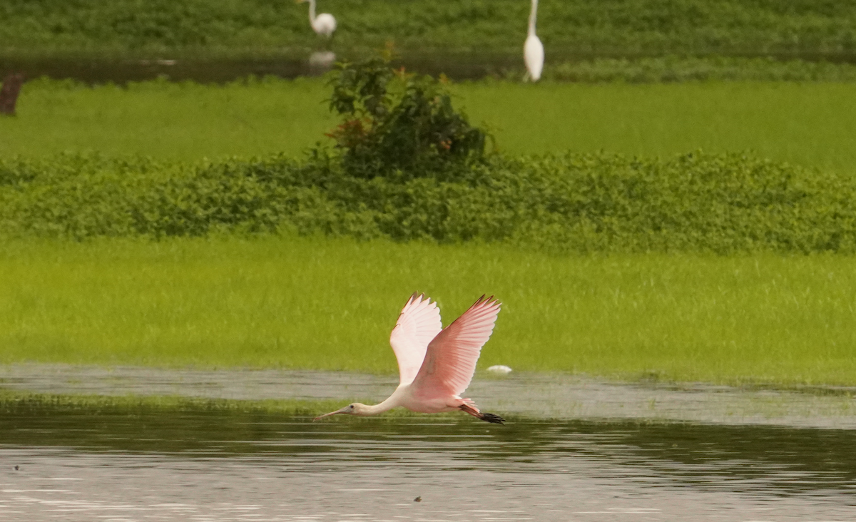 rosenskjestork - ML621442079