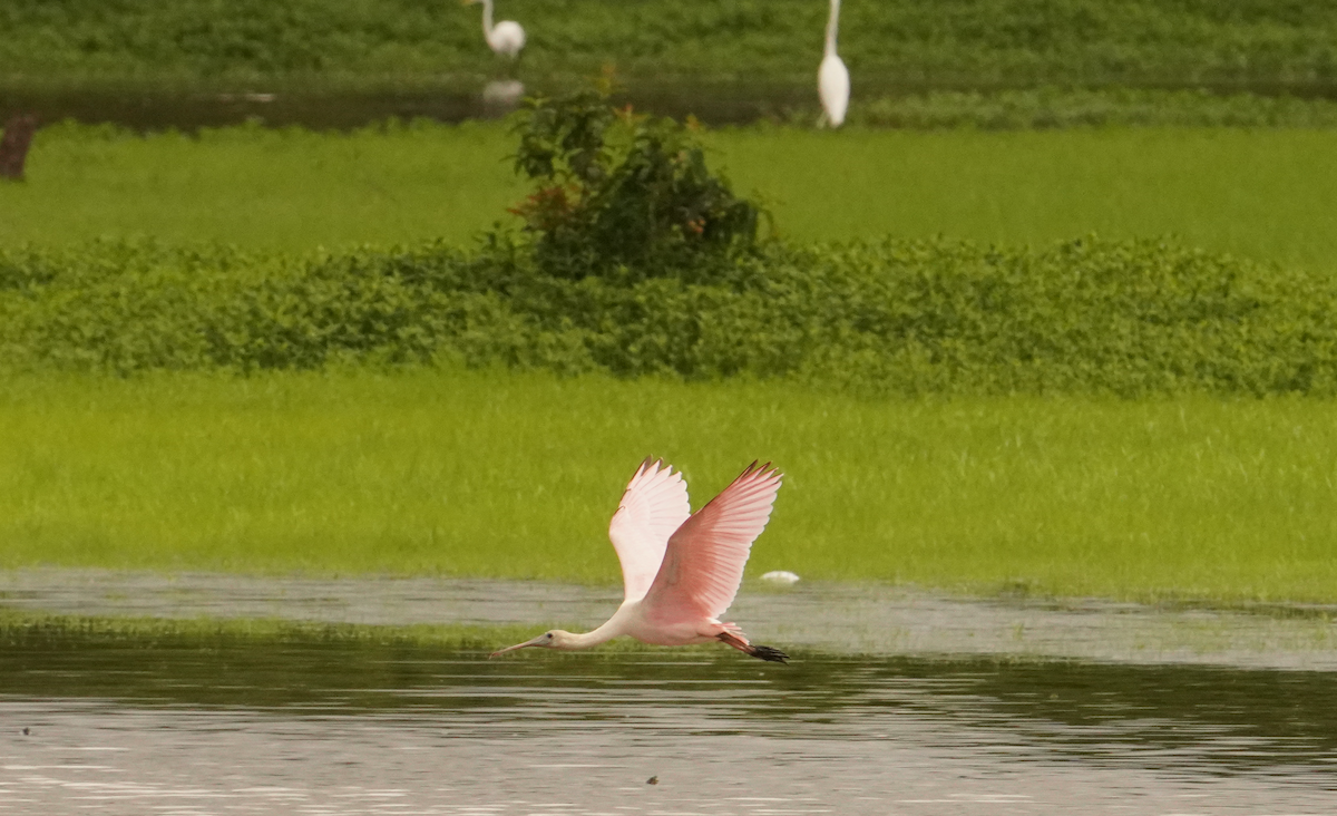 Roseate Spoonbill - ML621442079