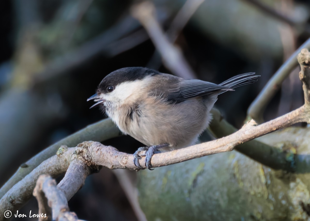 Willow Tit (Willow) - ML621442090