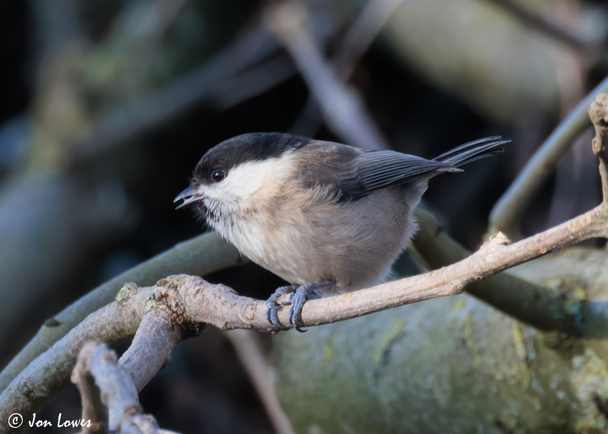 Willow Tit (Willow) - ML621442091