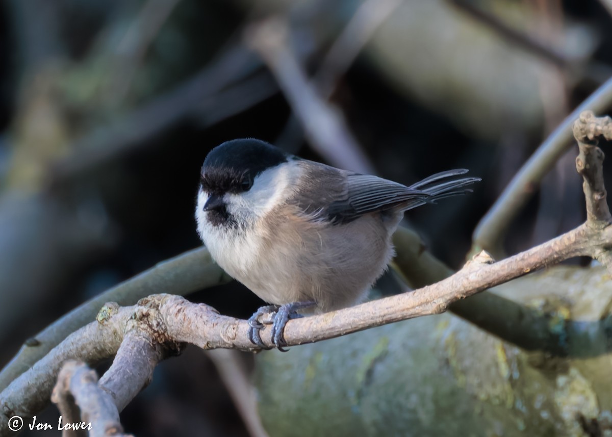 Willow Tit (Willow) - Jon Lowes