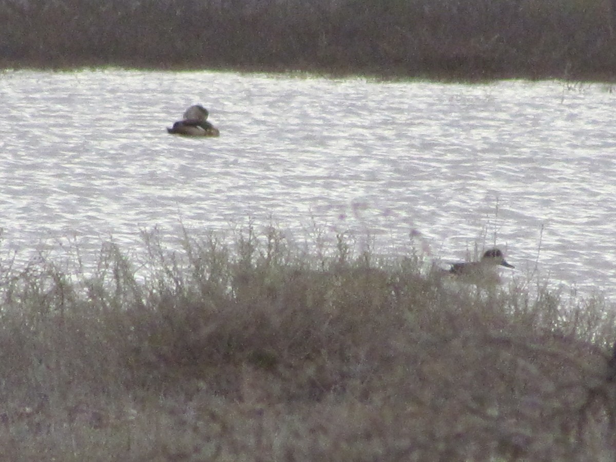 Crested Duck - ML621442094