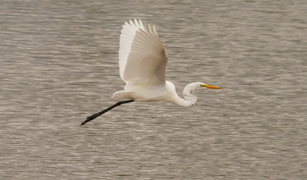 Great Egret - ML621442103