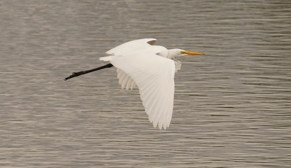 Great Egret - ML621442112