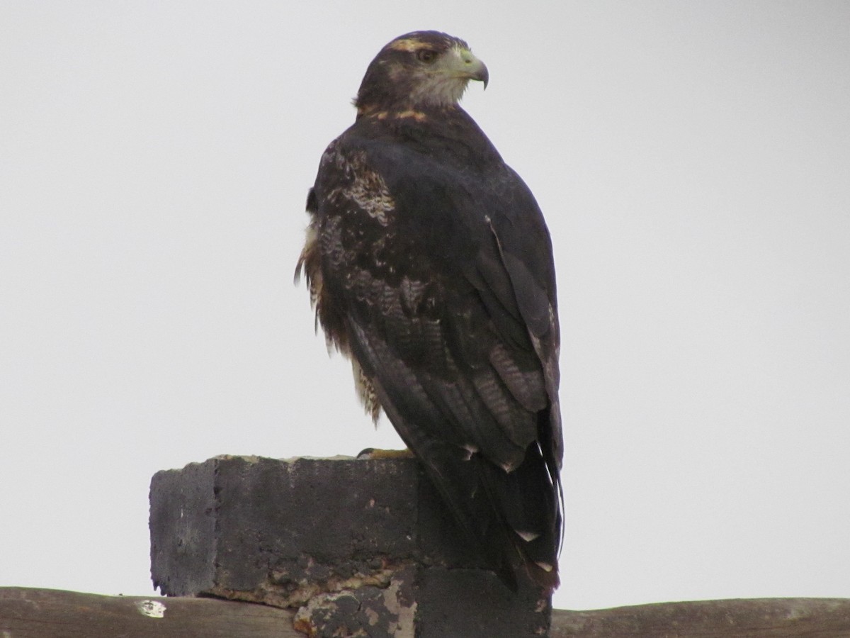 Black-chested Buzzard-Eagle - cynthia arenas