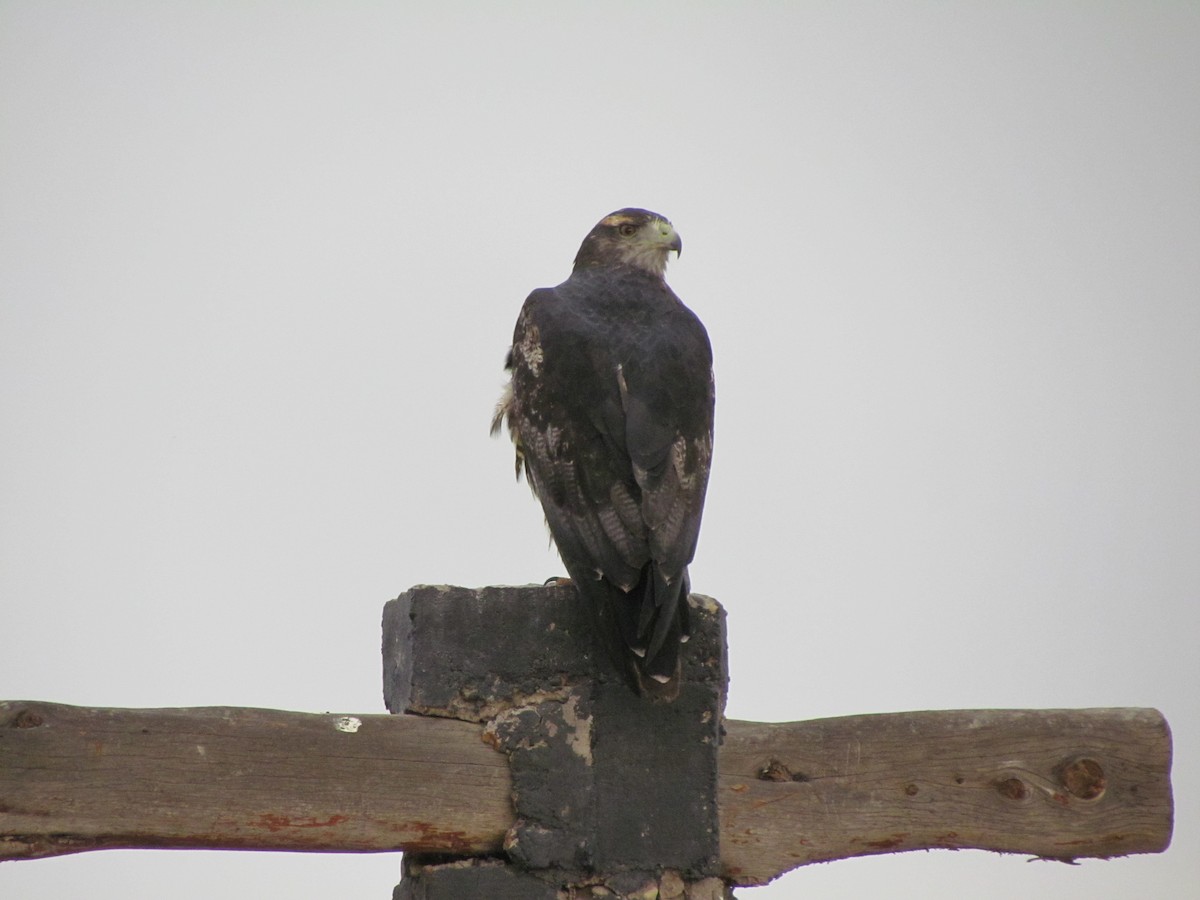 Black-chested Buzzard-Eagle - ML621442163