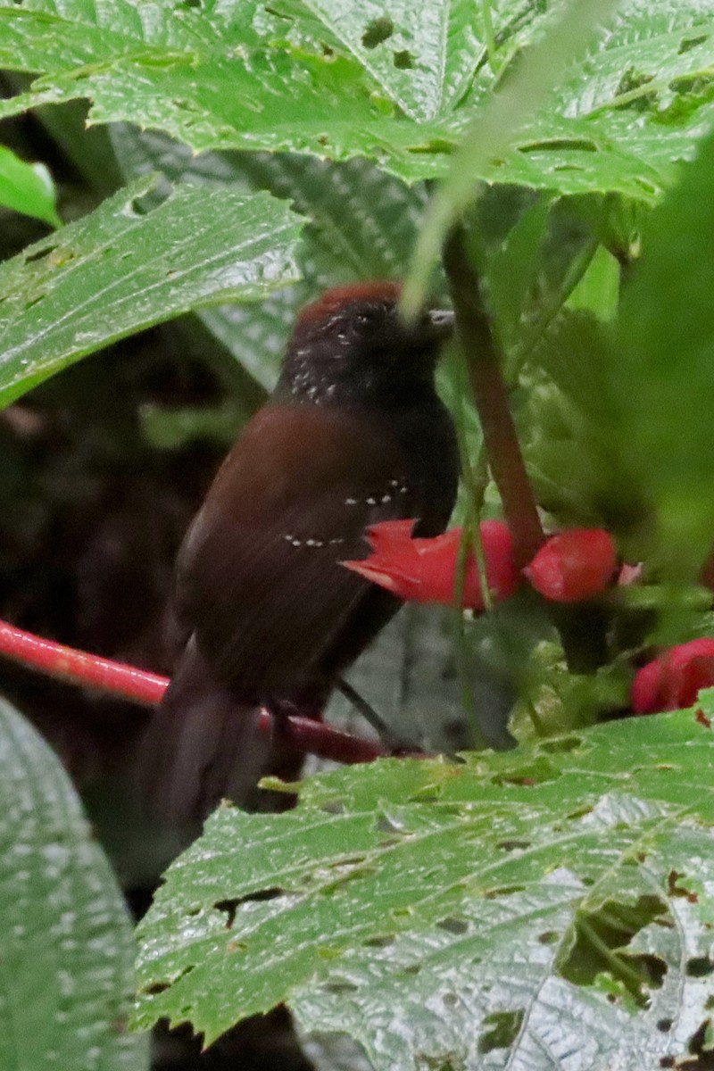 Bicolored Antvireo - ML621442186