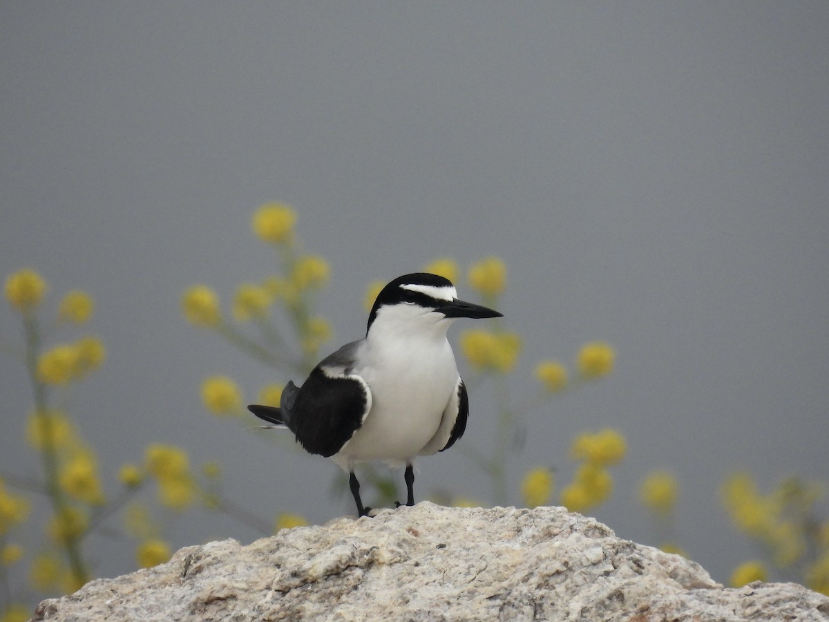 Bridled Tern - ML621442248