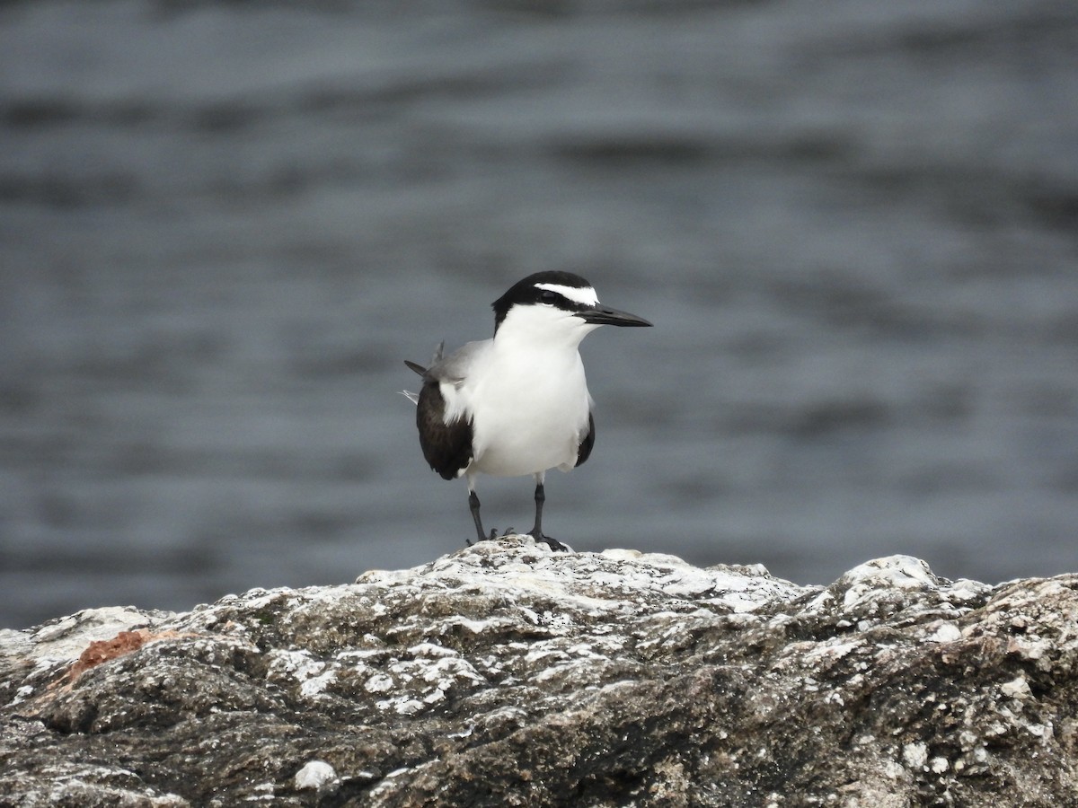 Bridled Tern - ML621442249