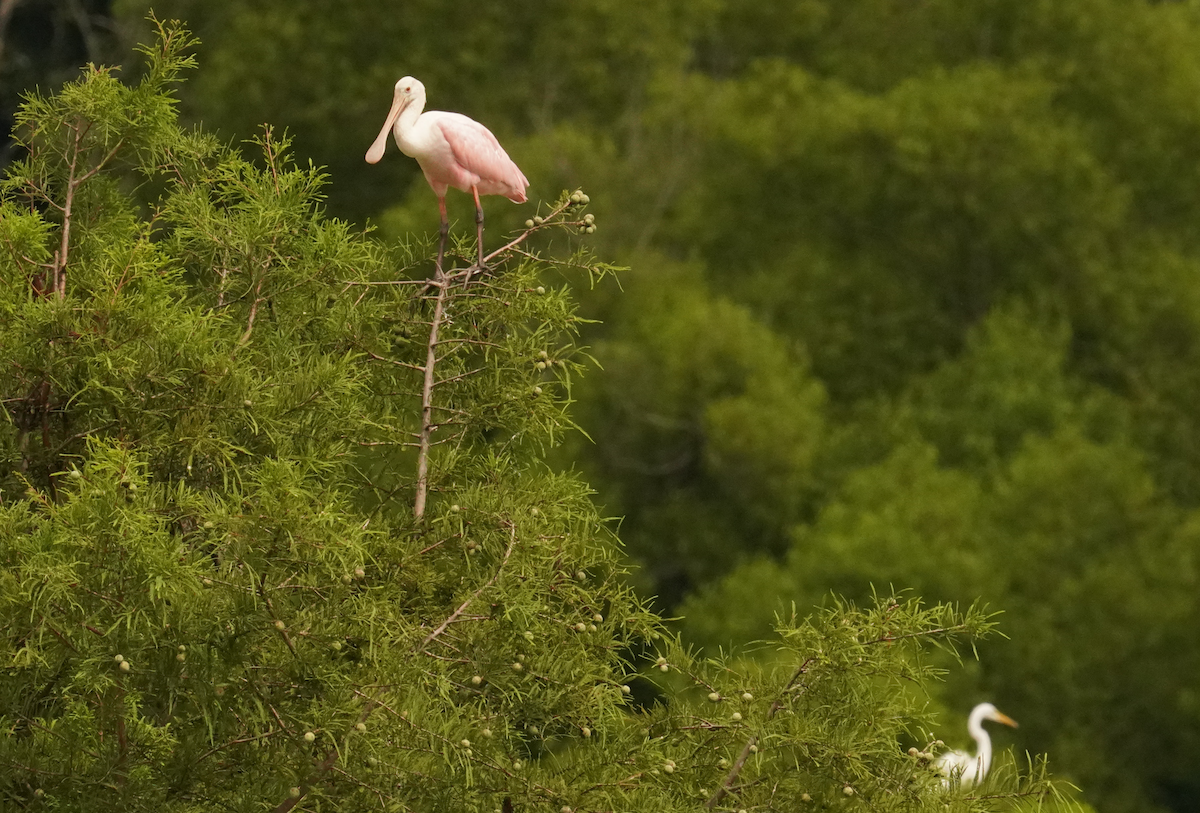 rosenskjestork - ML621442257