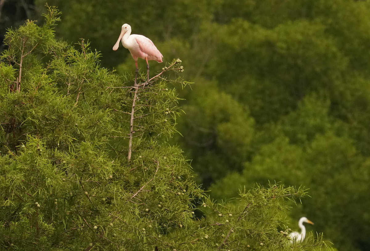 Roseate Spoonbill - ML621442257