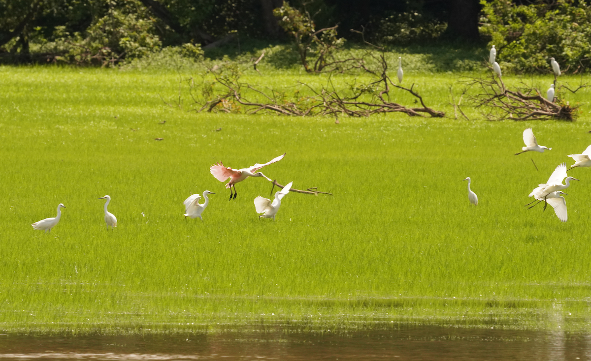 rosenskjestork - ML621442298