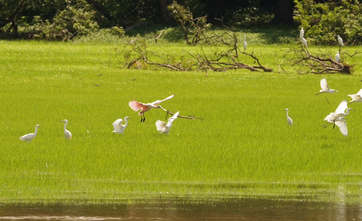 Roseate Spoonbill - ML621442298