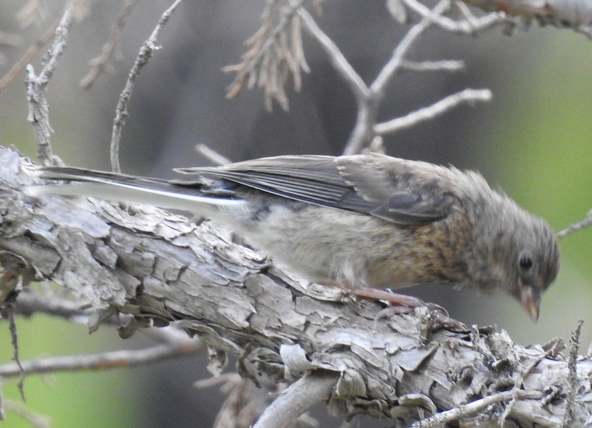 Dark-eyed Junco - ML62144231