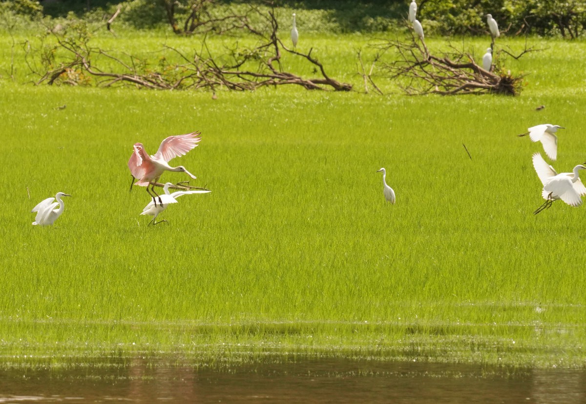 rosenskjestork - ML621442328