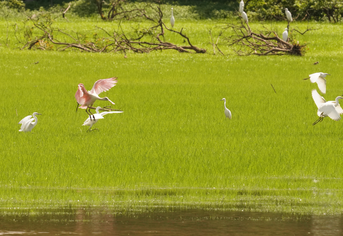 Roseate Spoonbill - ML621442328