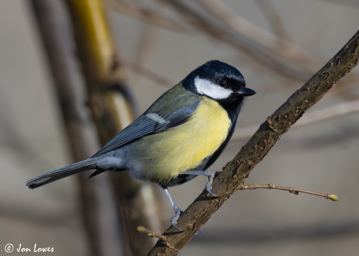 Mésange charbonnière (groupe major) - ML621442338